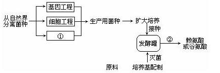 發(fā)酵工程總工藝流程圖