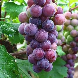 恒溫庫成為易腐易爛商品的專用設(shè)備