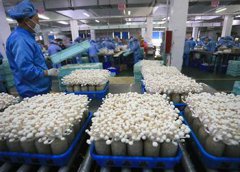 湖南食用菌工廠化案例