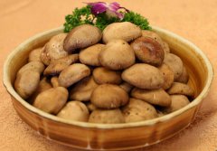 食用菌工廠化通風在南北方差異