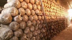 食用菌工廠化接種室設(shè)計(jì)方案