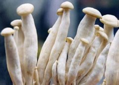 海鮮菇工廠化栽培模式